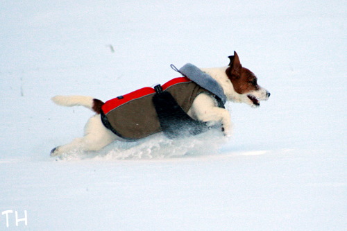 091226 inka.jpg - ja niin Inka sai jälleen vainun jänikseksestä... (ja mitä tekee isäntä, valokuvaa....)